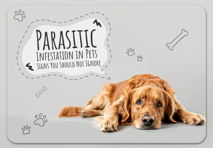 Parasitic Infestation in Pets – Signs You Should Not Ignore